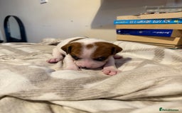 Mixed Breed dogs for sale: Staffie cross American bulldog chunky puppy’s  - Image 12