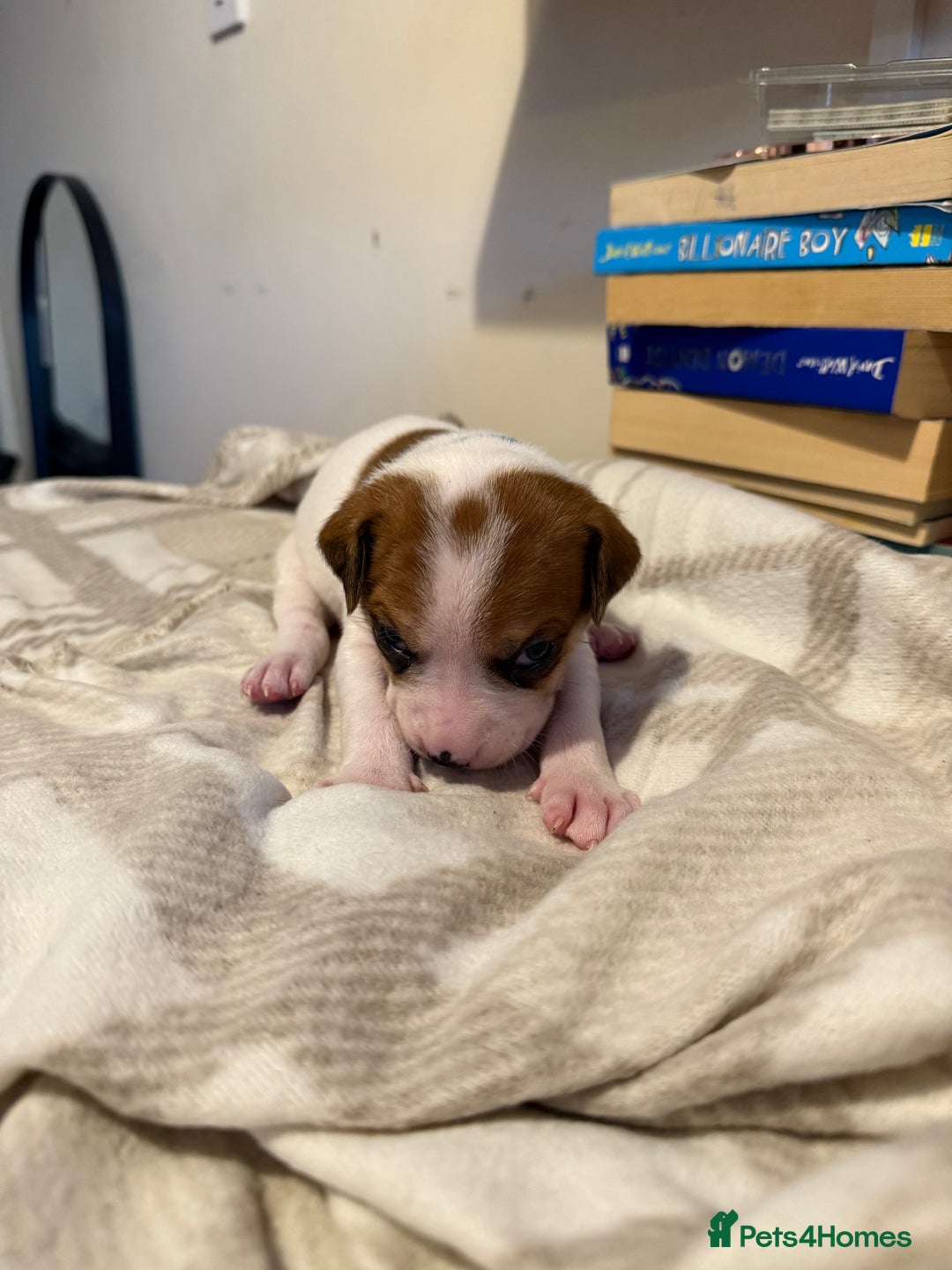 Mixed Breed dogs for sale: Staffie cross American bulldog chunky puppy’s  - Image 12