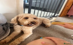 Cockapoo dogs for sale: Male 2 year old cockapoo  - Image 2