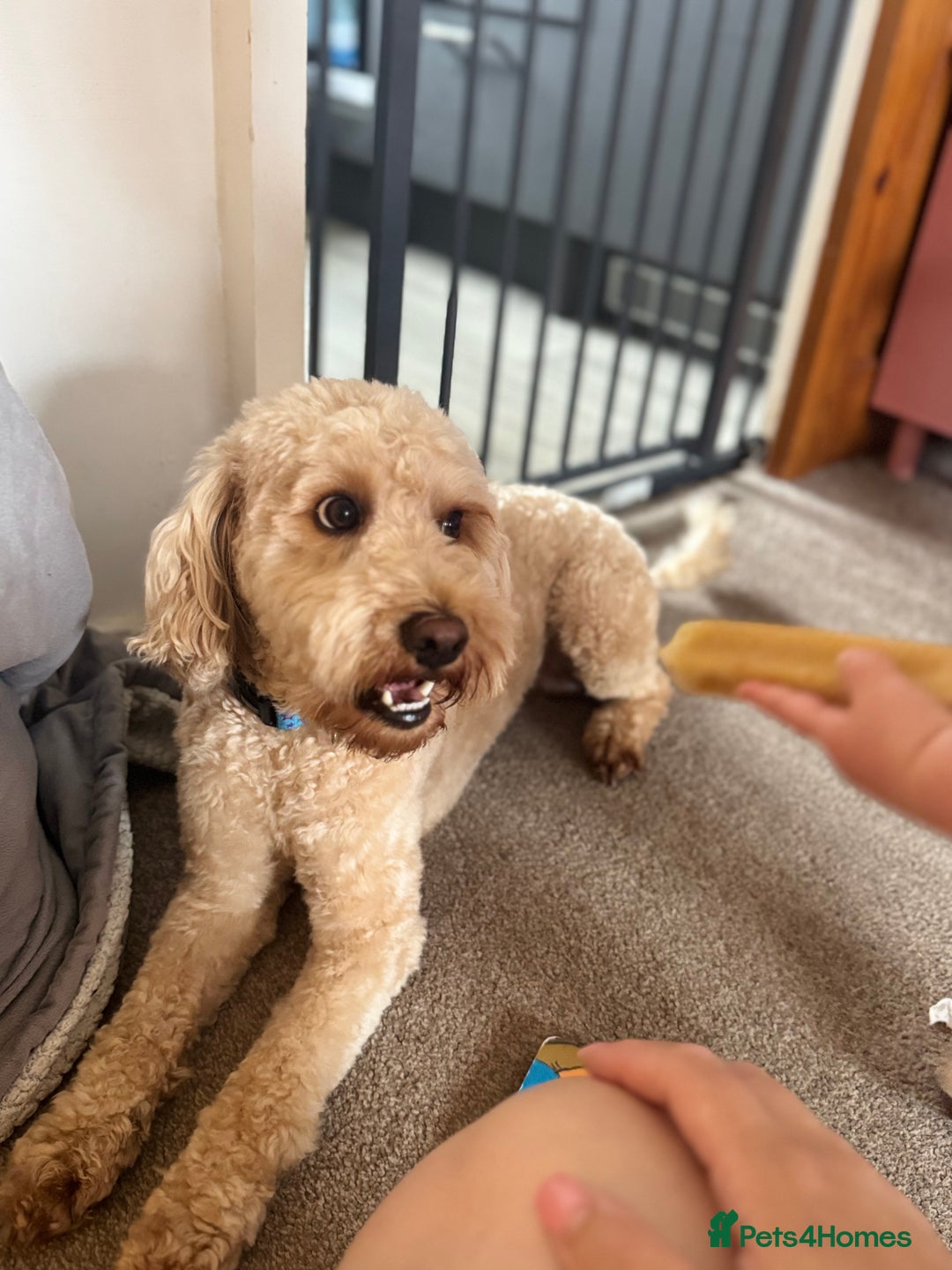 Cockapoo dogs for sale: Male 2 year old cockapoo  - Image 2
