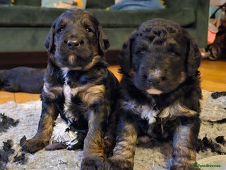 Bernedoodle dogs Exceptional Quality Bernedoodles - Advert 5