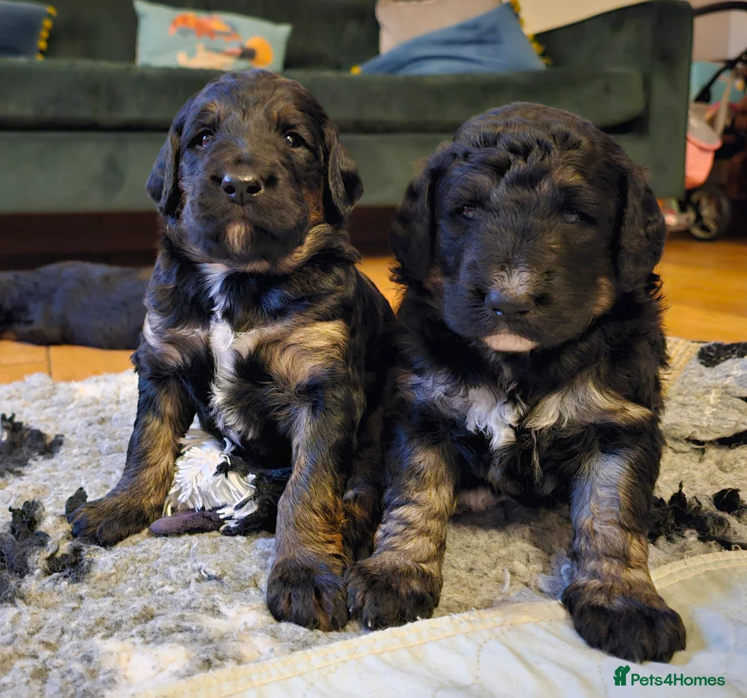 Bernedoodle dogs for sale: Sold 💙 - Advert 15