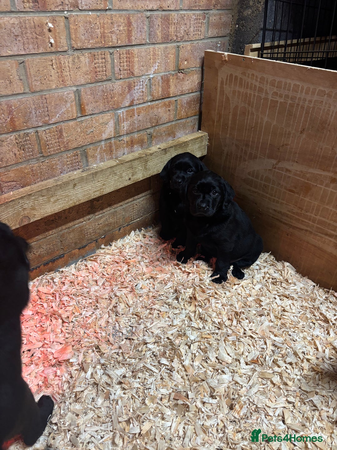 Labrador Retriever dogs for sale: Pure chunky Labrador puppies - Advert 4