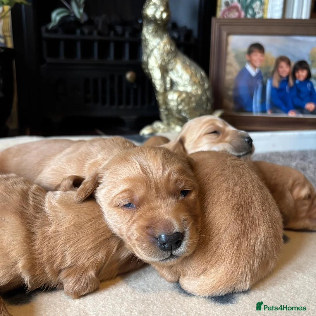 Golden Retriever dogs for sale: FOX RED PUPPIES Golden Retriever KC REG - Advert 12