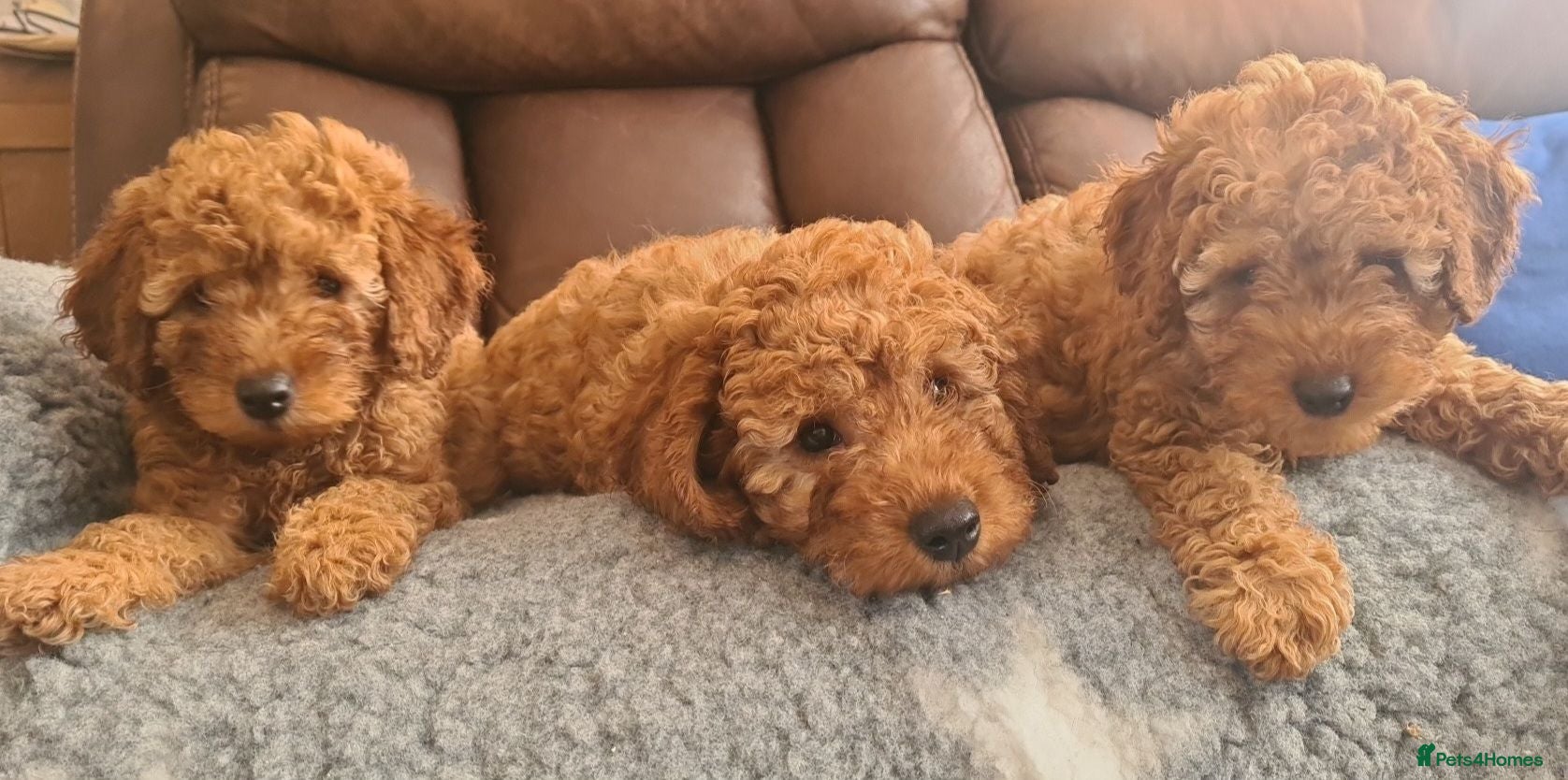 Miniature Poodle dogs KC registered miniature poodles puppies - Advert 1