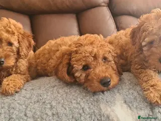 Miniature Poodle dogs KC registered miniature poodles puppies - Advert 1