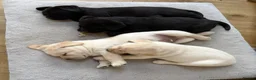 Labrador Retriever dogs for sale: Chunky Show Type Black Boy Labrador Puppy - Advert 6