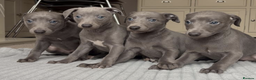 Whippet dogs for sale: Blue whippets - Advert 4