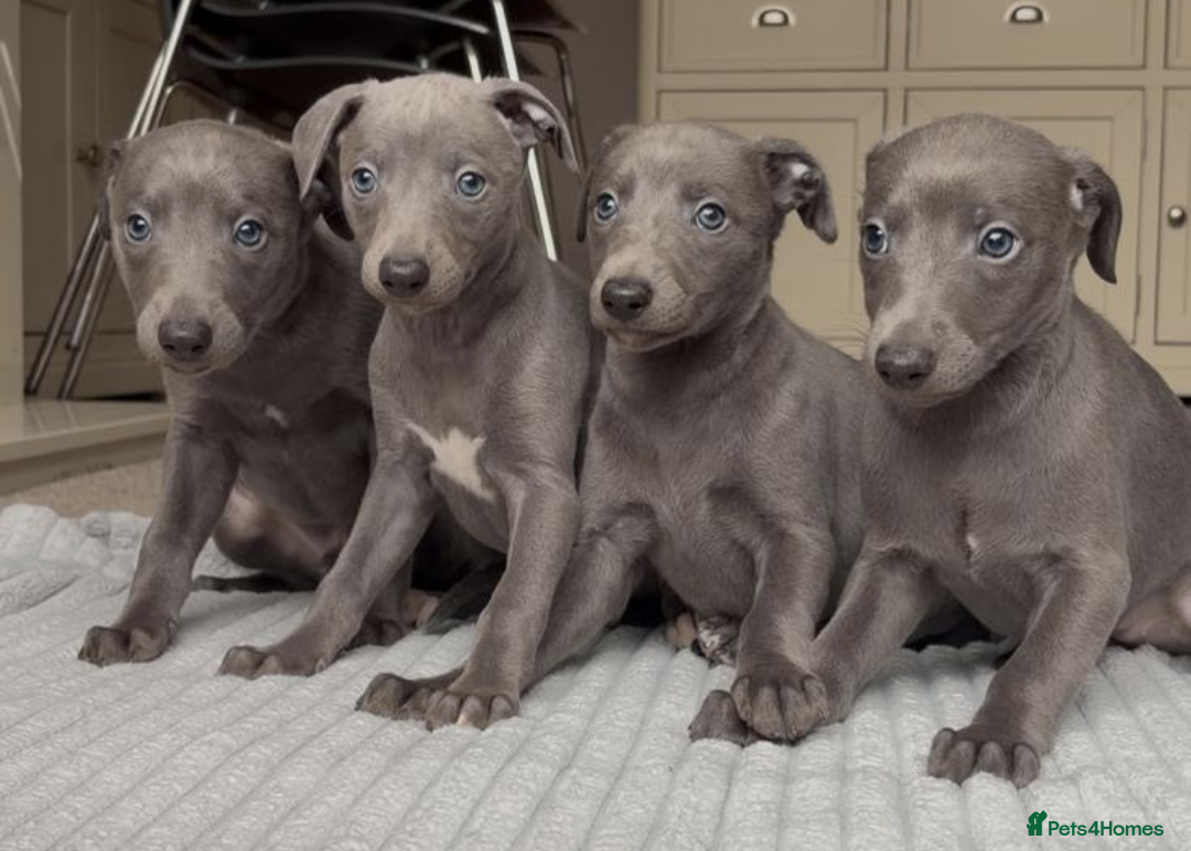 Whippet dogs for sale: Blue whippets - Advert 4