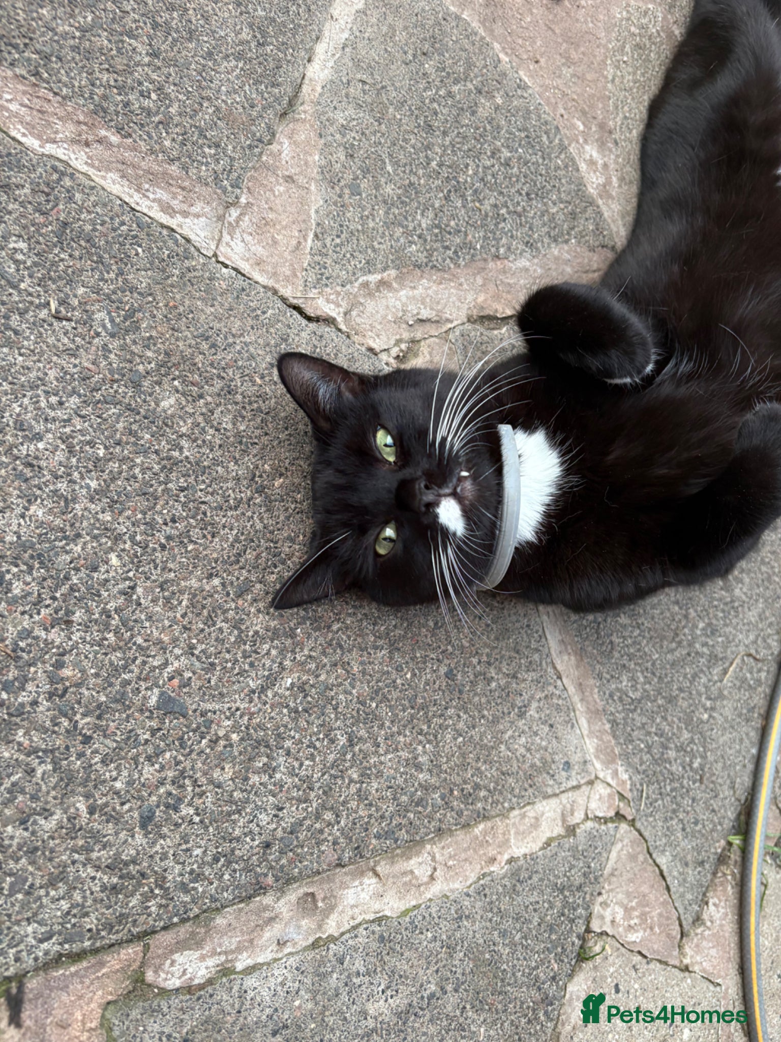 Mixed Breed cats Blue & Tabby Female Kittens – Ready 11 April - Advert 4