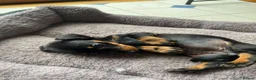 Miniature Dachshund dogs for sale: Miniature dachshund 3 boys 5 girls - Advert 30