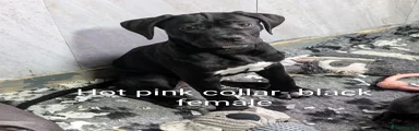 Cane Corso Puppy 9