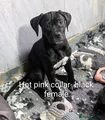Cane Corso Puppy 9