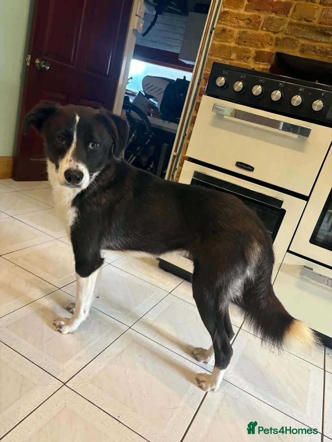 Mixed Breed dogs for adoption: Jazz available for adoption - Advert 2