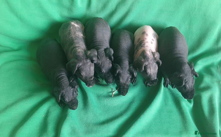 Guinea Pig rodents - Advert 15