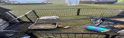 Dwarf Lop rabbits for sale: Bugsy  - Advert 5