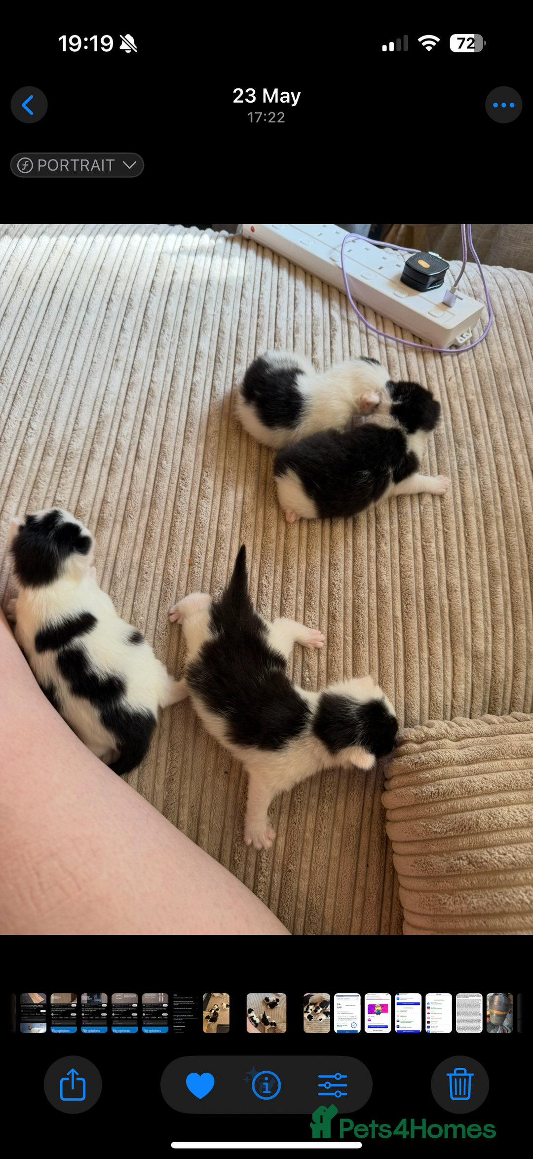 Mixed Breed cats for sale: Four beautiful kittens with lovely markings! - Image 11