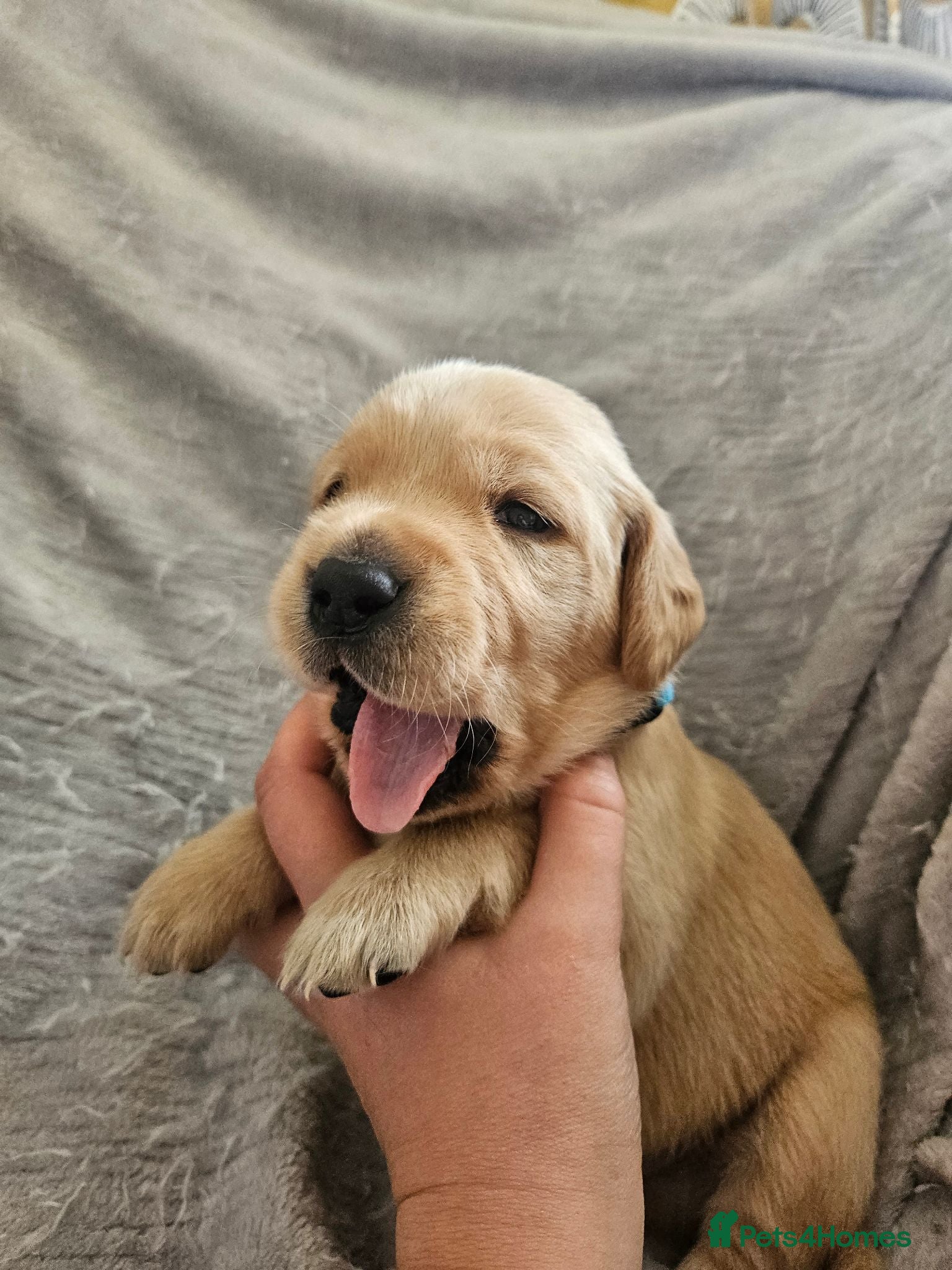 Labrador Retriever dogs Labrador Puppies - Advert 13