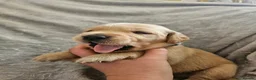 Labrador Retriever dogs for sale: Labrador Puppies in Coleford - Advert 1