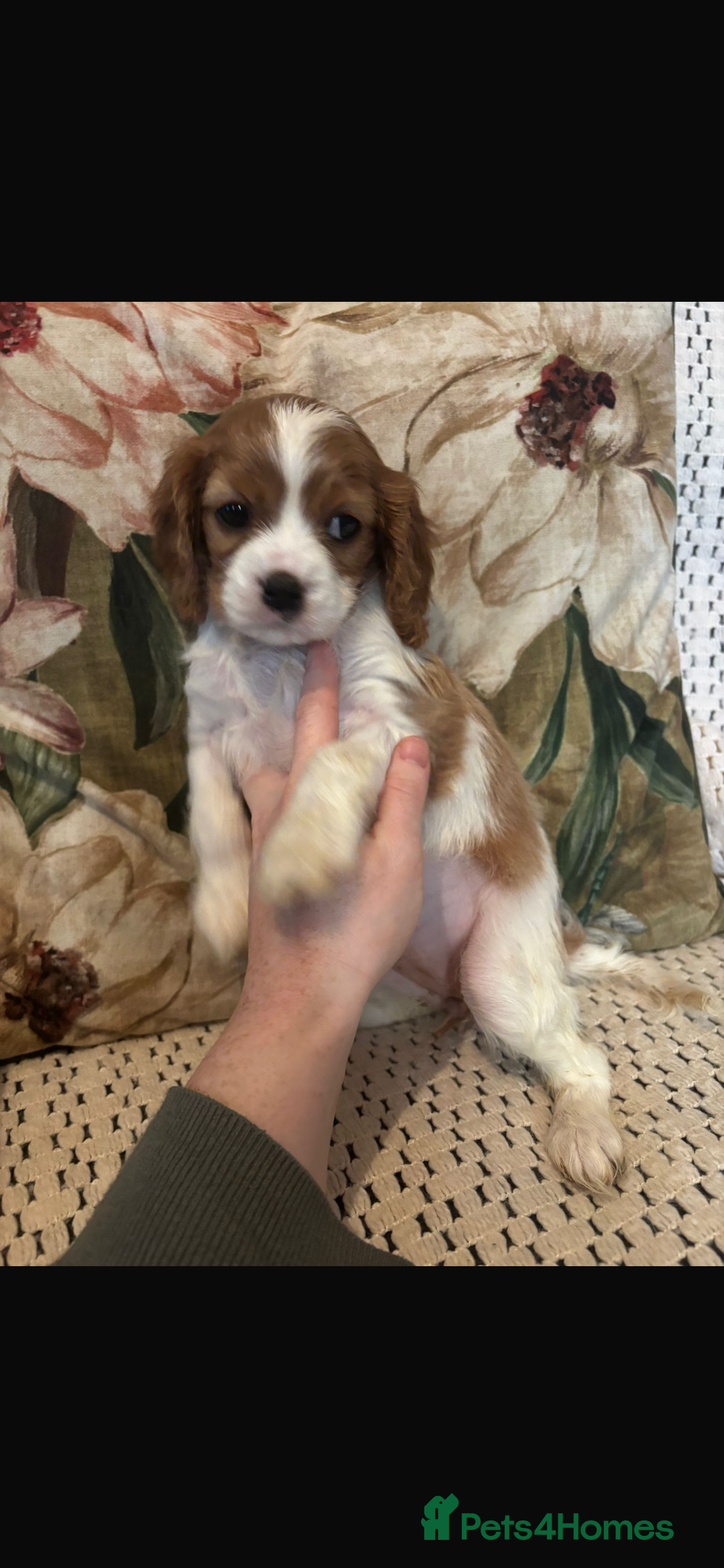 Cavalier King Charles Spaniel dogs for sale: Cavalier King Charles spaniel puppies  - Advert 13