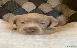Labrador Retriever dogs for sale:  Ready for collection from today 🩶💚🩶   - Image 23