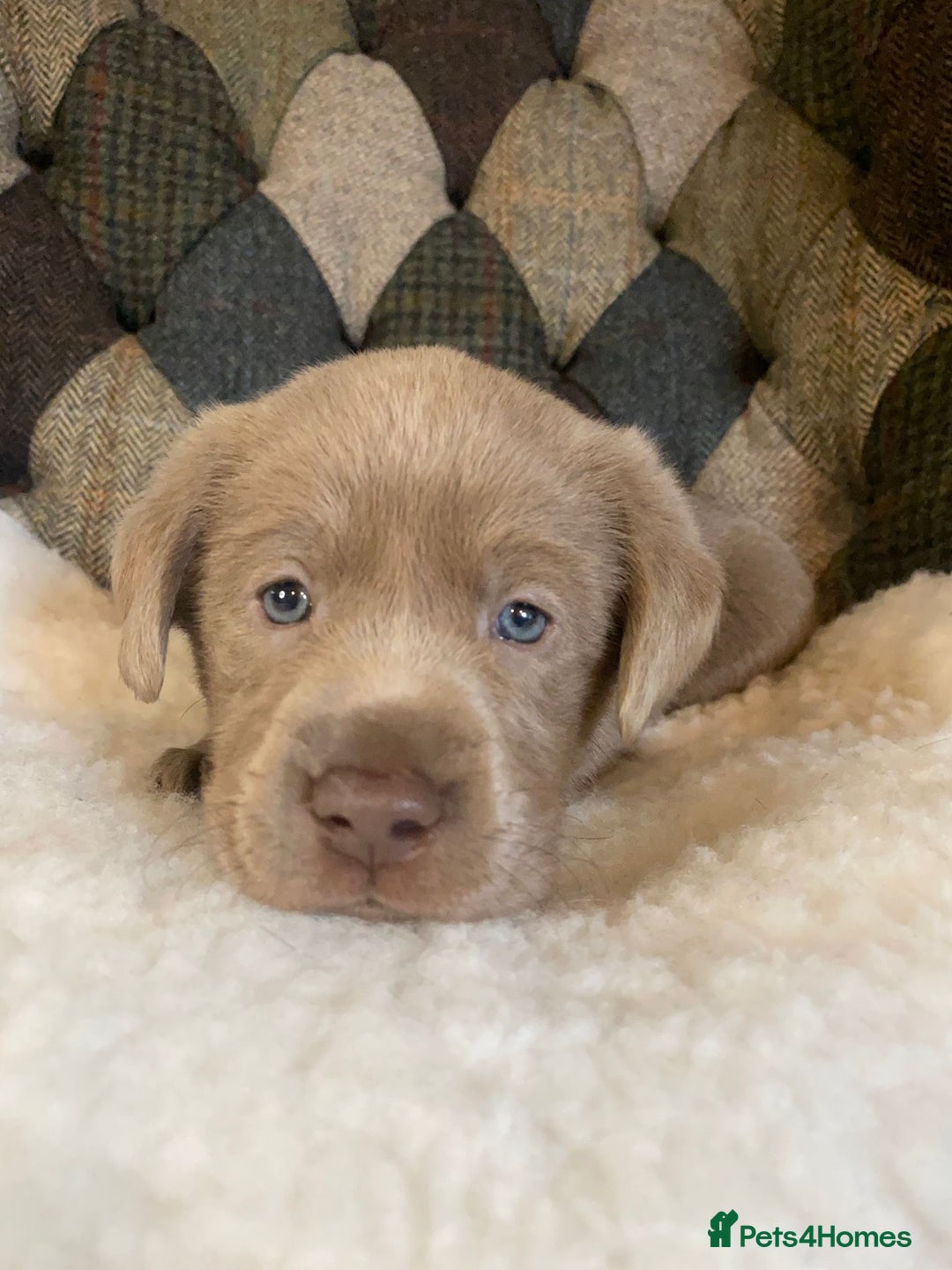Labrador Retriever dogs for sale:  Ready for collection from today 🩶💚🩶   - Image 23