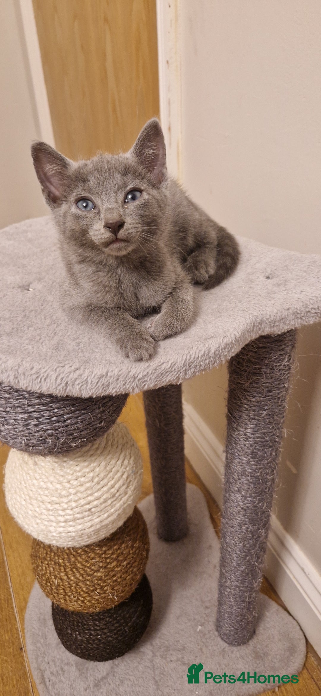 Russian Blue cats for sale: Amazing Russian Blue kittens 💙 - Advert 13