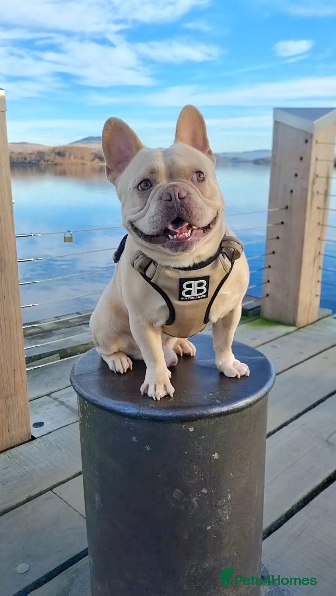 French Bulldog dogs for stud: 🔥 PLATINUM LILAC & TAN FLUFFY - WELL PROVEN- KC   in Blackpool - Advert 1