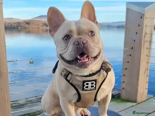 French Bulldog dogs 🔥 PLATINUM LILAC & TAN FLUFFY - WELL PROVEN- KC in Blackpool - Advert 5