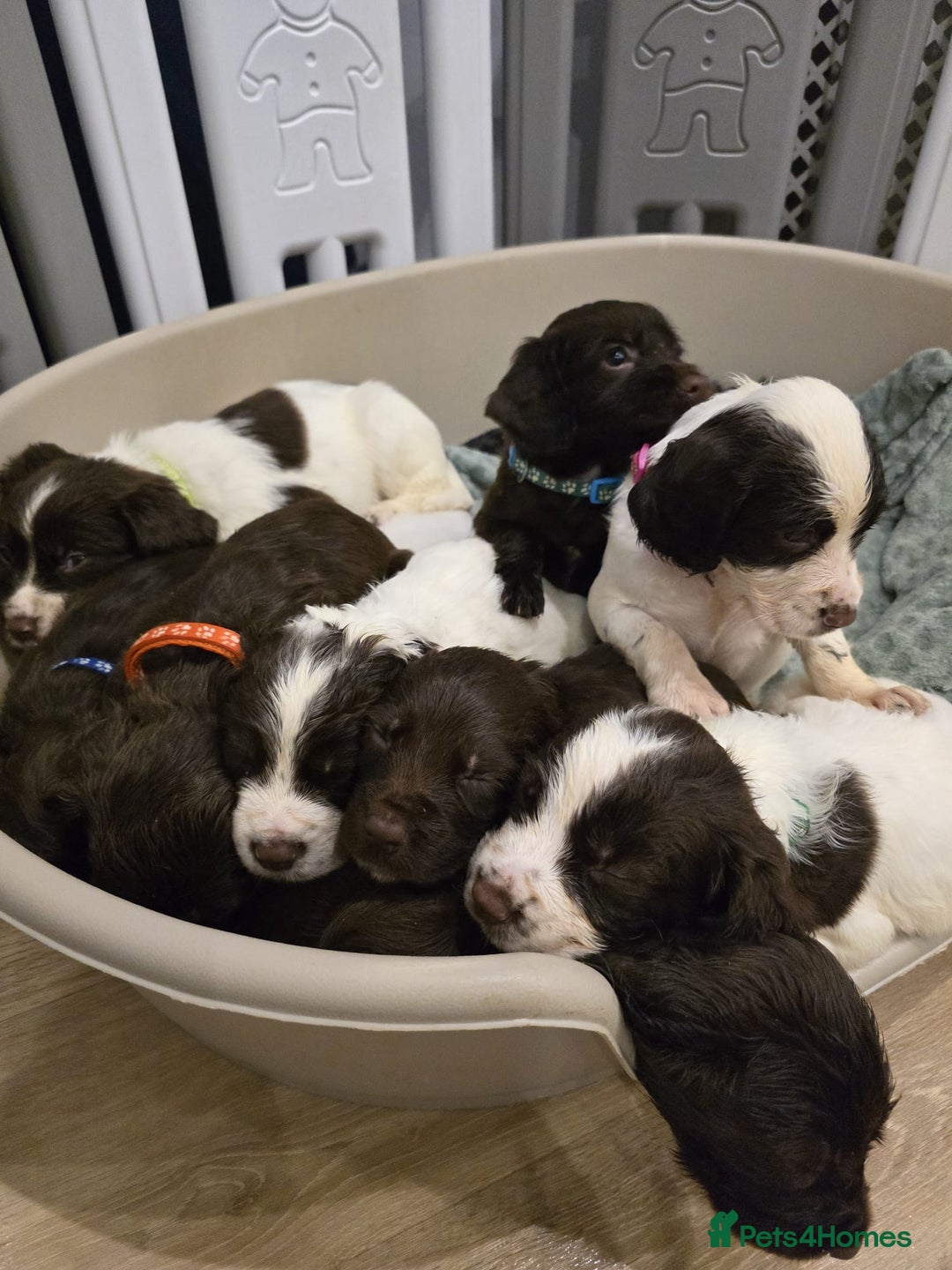 Sprocker dogs for sale: Sprocker Puppies - Advert 13