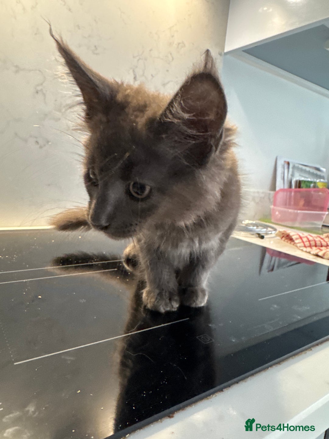 Maine Coon cats for sale: GCCF Registered Kittens. Beautiful lively kittens  - Image 16