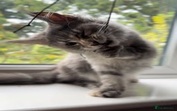 Maine Coon cats for sale: Maine coon kittens  - Image 2