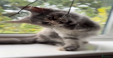 Maine Coon cats - Advert 7