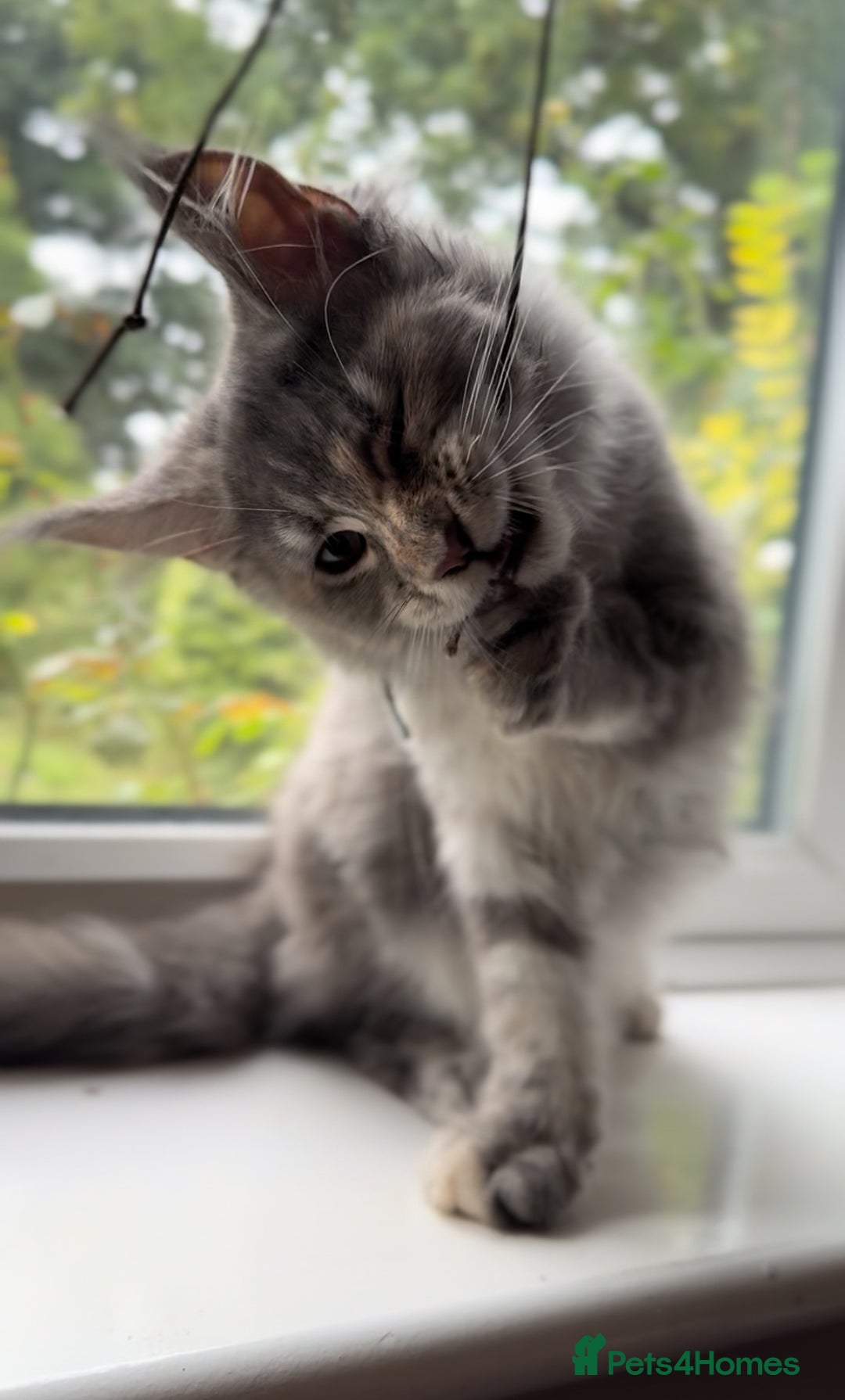 Maine Coon cats for sale: Maine coon kittens  - Image 2