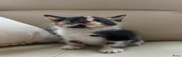 Mixed Breed cats for sale: calico kittens for sale! - Advert 4