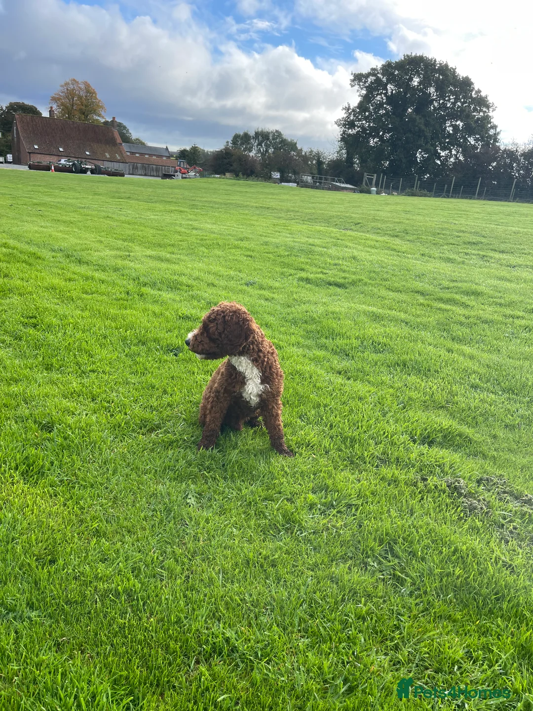 Miniature Poodle dogs for stud: Stunning Red & White Poodle for stud  in Driffield - Advert 3