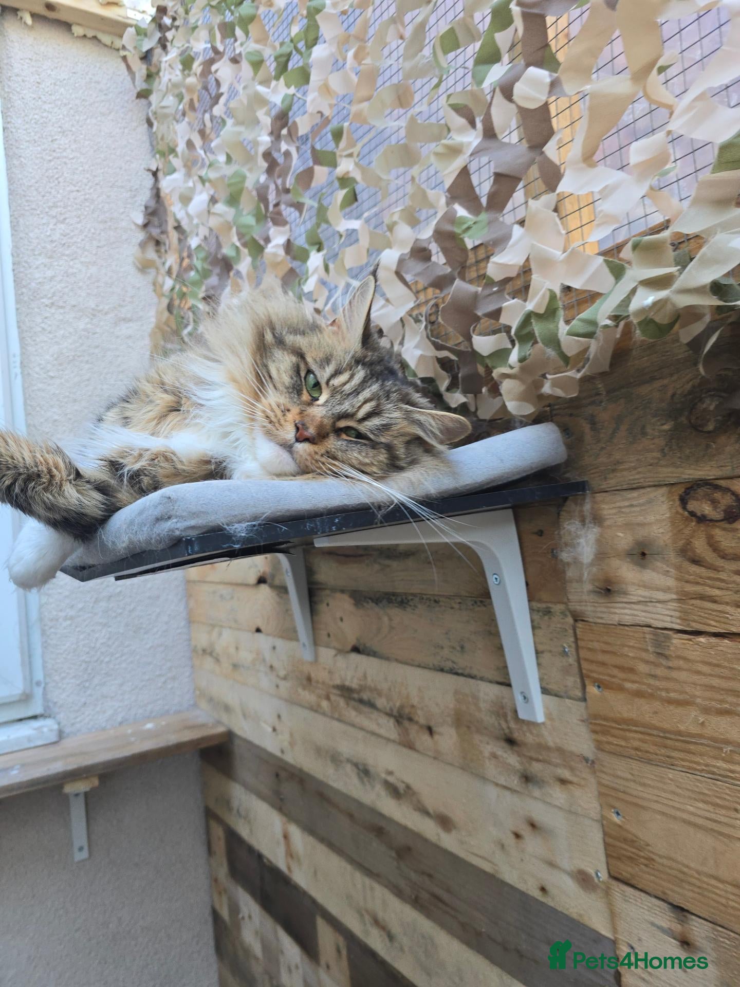 Maine Coon cats Retired queen black (golden) brown tabby bicolor - Advert 1