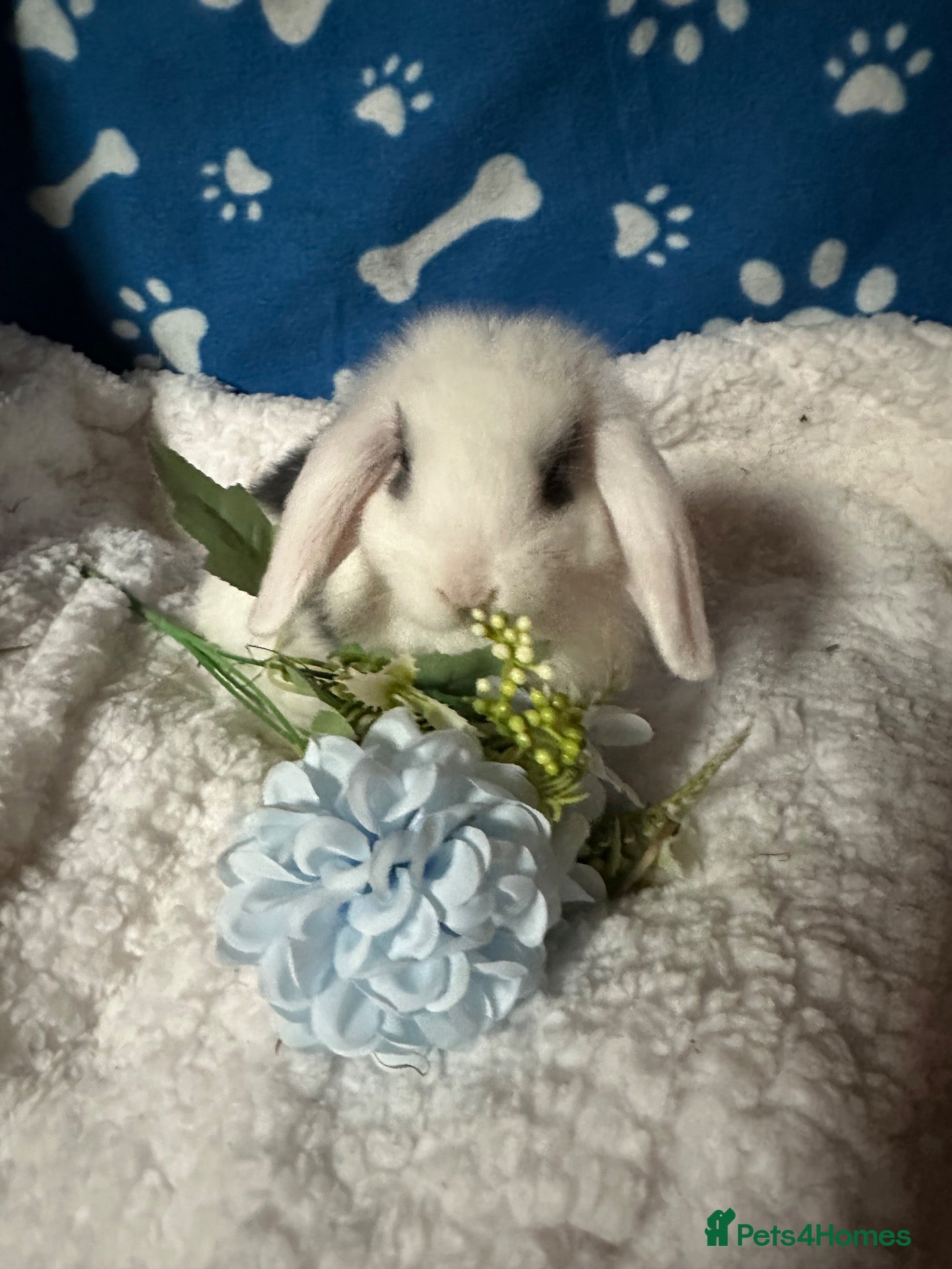 Mini Lop rabbits Beautiful Pure Bred Mini Lop Bunnies Ready Now - Advert 1
