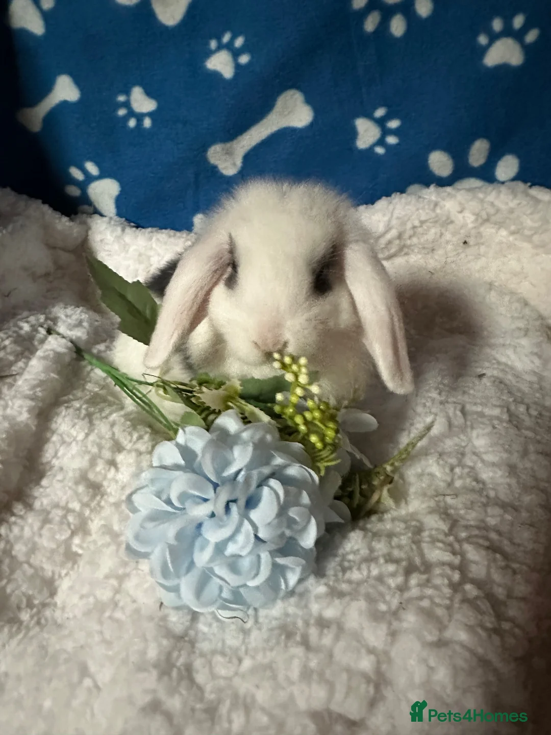 Mini Lop rabbits for sale: Beautiful Pure Bred Mini Lop Bunnies Ready Now - Advert 1