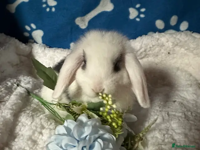 Mini Lop rabbits for sale: Beautiful Pure Bred Mini Lop Bunnies Ready Now - Advert 1