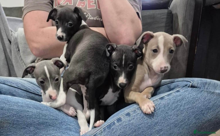 Italian Greyhound dogs - Advert 2