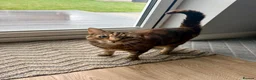 Mixed Breed cats for sale: 2 x Tabby Cats for Rehoming - Advert 5
