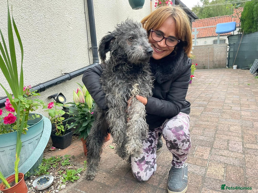 Mixed Breed dogs for adoption: Meet PERCY - a Lovely Boy for a Loving Home - Image 3
