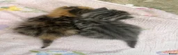 Mixed Breed cats for sale: Two beautiful female kittens - Advert 5