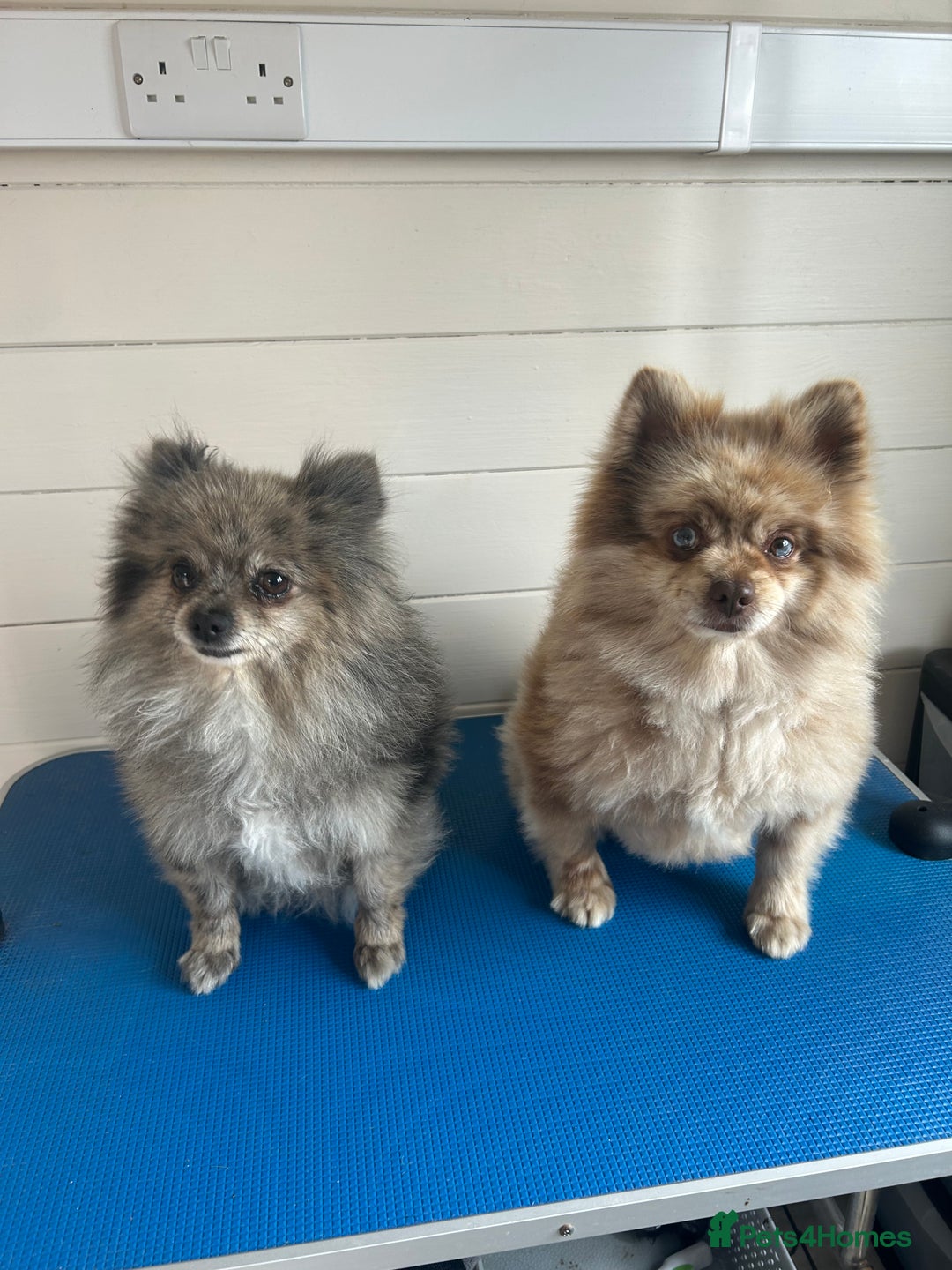 Pomeranian dogs for sale: 2 x pomeranians - Image 9