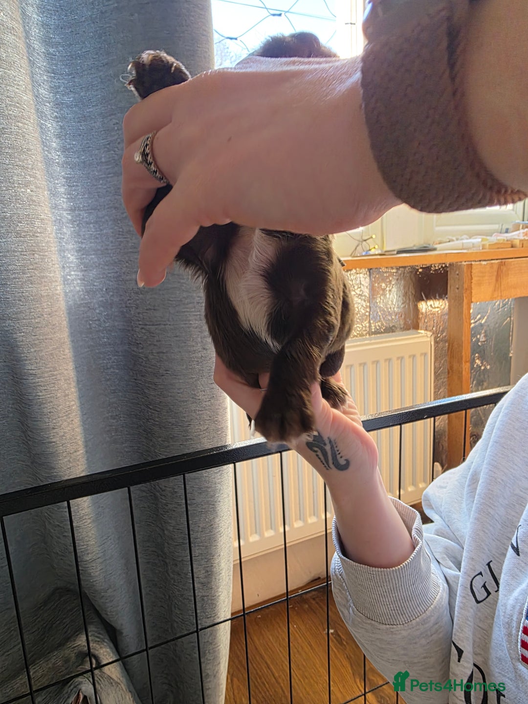 Cocker Spaniel dogs for sale: Beautiful Spaniel pups! - Advert 24