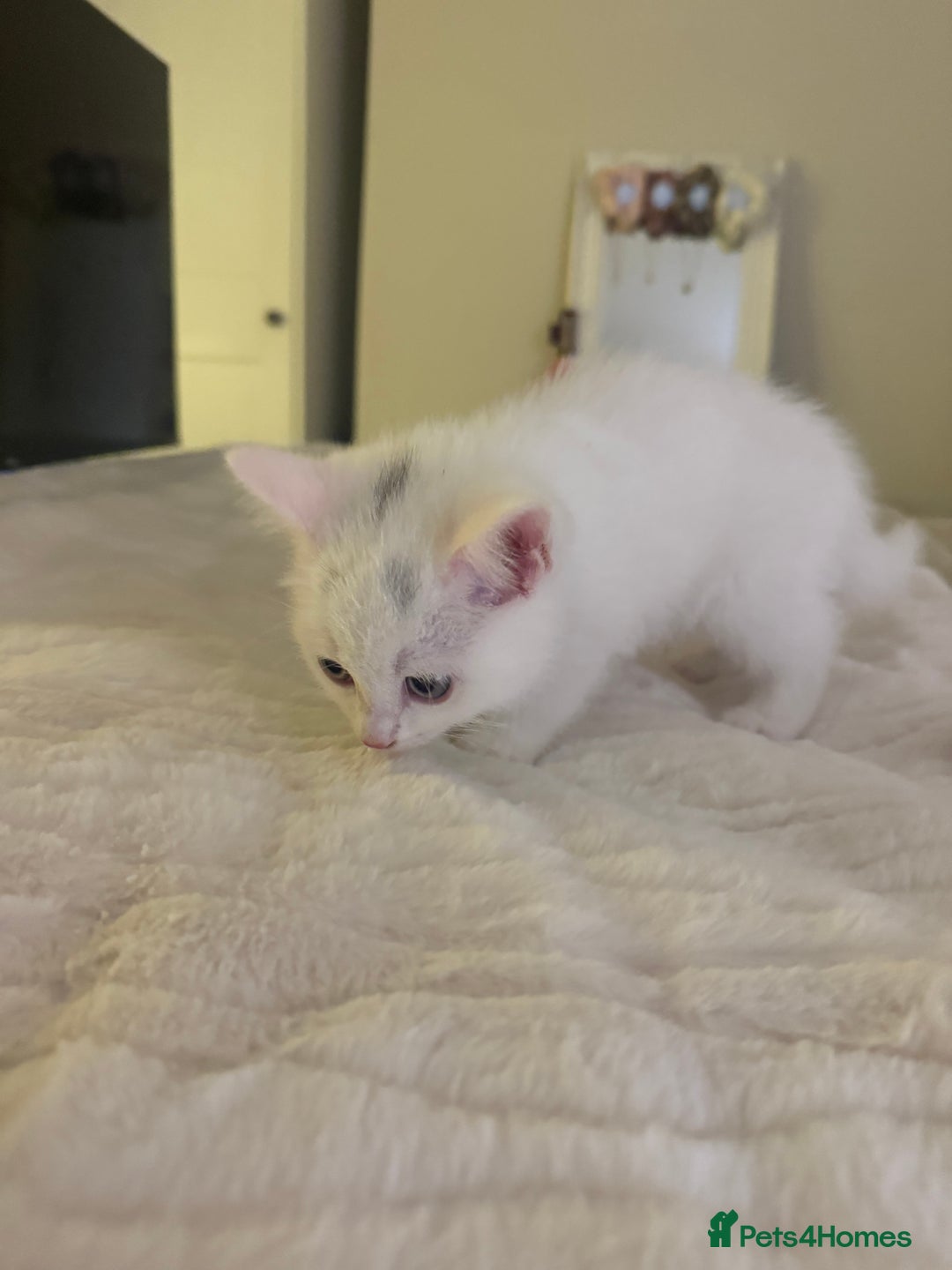 Domestic Shorthair cats for sale: kitten domestic short hair icey white - Advert 3