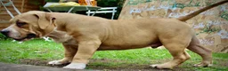 American Bully dogs for sale: Real American Pocket Bully’s  - Advert 15