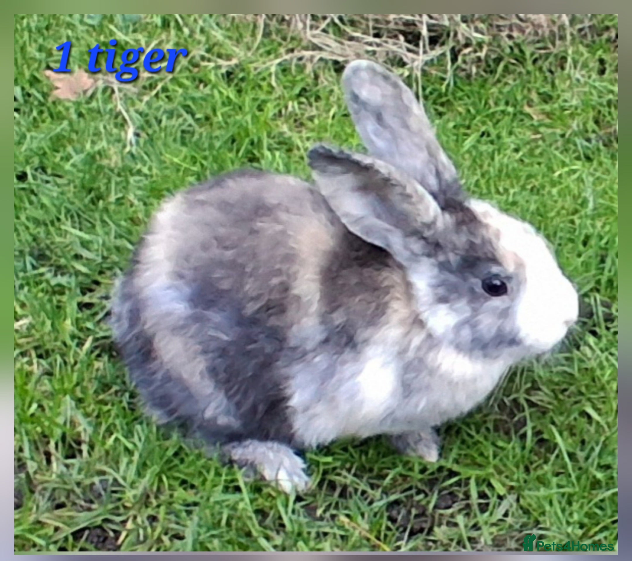 Mixed Breed rabbits Super cute rex x lop bunnies - Advert 14