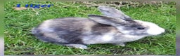 Mixed Breed rabbits for sale: Super cute rex x lop bunnies - Advert 1
